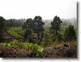 DSC00773 * 2304 x 1728 * (1.71MB)